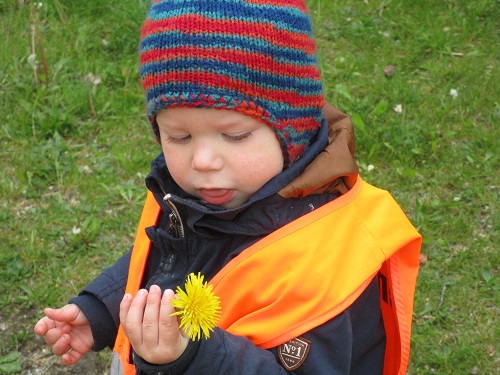 ein kleiner Junge hält Löwenzahnblüte in der Hand